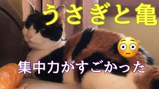 うさぎと亀　　　150