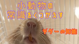 ぴょんべえを飼った時の話