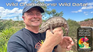 Wild data \u0026 Enriched Chameleon Husbandry