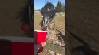 Didn’t Expect Our Emu To Do This! #emu #farm #farmanimals #farmfun