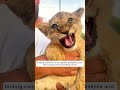 the man reunited to the rescued lion cub after 10 years...