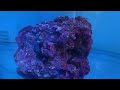 Latest livestock update, more fish and corals for your reef aquarium