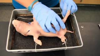 Science with Stephanie - Pig 101 Dissection