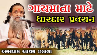 ગાયમાતા માટે ધારદાર પ્રવચન  || MotivationalSpeech || Janki Studio Sayla