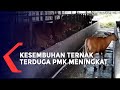 Sempat Dilaporkan dari HSU dan Tala , Kesembuhan Ternak Terduga PMK di Kalsel Meningkat