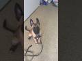 Belgian Malinois puppy 1st session “TREATLESS” #belgianmalinois #puppytraining #doglover #trending