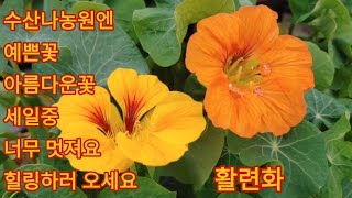 413회. 남사 수산나농원 구경오세요 예쁜꽃이 많아요.