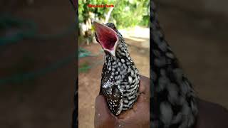 குயில் குஞ்சு Quill chick