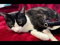 👅 asmr｜飼い主にグルーミングする猫の藤村さん。 88