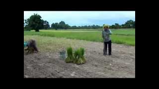 ดำนาแล้ง ปลูกข้าวแบบไม่มีน้ำ Rice Cultivation In Isan, Thailand