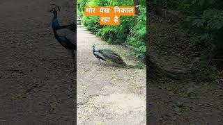 मोर 🦚अपना पंख निकाल रहा है🤔पूरा वीडियो देखो👀 amazing peacock video jabarjust #shorts #viralshort