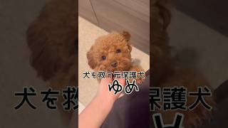 犬を救う元保護犬ゆめ