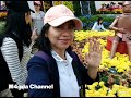 Watching the flower exhibition at Coswaybay 2024 part 1 #tkwhongkong