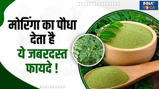 Moringa Plant: कई गंभीर बीमारियों का रामबाण इलाज है मोरिंगा का पौधा, जानें इसके चमत्कारी फायदे