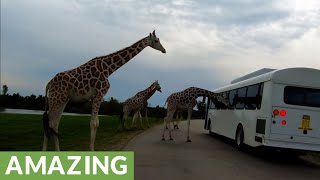 Herd of majestic giraffes take a serious interest in tourist bus