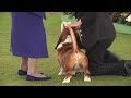 bath championship dog show 2014 best in show