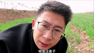 麦子被动物偷吃，于是小亮在地里刨坑做了个陷阱，能抓到凶手吗？