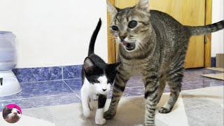 【野良猫から家猫へ】「そばに行ってもいい？」先住猫に喋る保護子猫