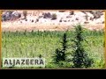 🇱🇧 A push in Lebanon to legalise cultivation of medical cannabis | Al Jazeera English