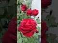 Rose S love #rose #กุหลาบ #ดอกกุหลาบ #ไม้ดอกไม้ประดับ #คนรักกุหลาบ #ไม้ดอก