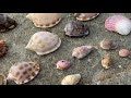 a giant octopus stole my shells textile find beach combing in australia *deadly*