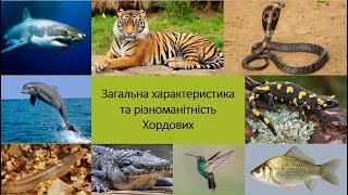 Хордові Цікаві факти Біологія 7 клас