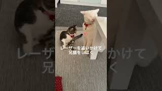 レーザーを追いかけて兄猫をしばくw     #shorts #cat #猫 #子猫 #保護猫 #白猫 #デブ猫