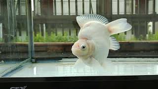 玉サバ 3歳 ヤフオク 横見 2022年8月4日 tamasaba goldfish