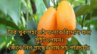 How to grow sweet lemon in pot. ছাদ‌ বাগানে সুইট লেমন চাষ করুন।