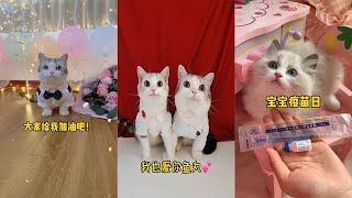 【雪球日记qwq】柠檬的御姐音撩的鱼丸喵喵叫～#猫 #娜娜米