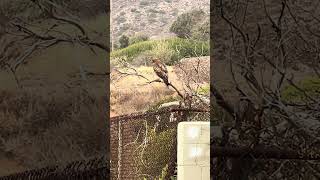 Huge hawk looking for breakfast