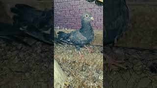 neela Kamangar bacha#pigeon #bird #kabootar #birdspecies @Ammieslovenest