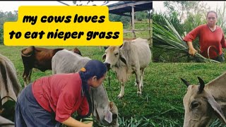 MY COWS LOVES TO EAT NIEPER GRASS.