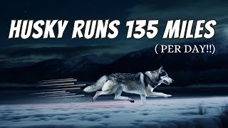 How These Huskies Run 134.92 Miles PER DAY