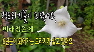 백도라지꽃이 피었어요. 미래정원에 5년이 넘은 도라지가??♡200701