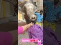 elephant blessings kids elephant hearttouching blessings viralshorts viralvideo viral