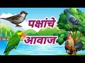 Pakshanche Aawaj. पक्षांचे आवाज. विविध पक्षांचे आवाज  आवाजासहित. Birds  sound with Sound effects.