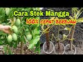 Cara stek mangga agar cepat tumbuh akar dengan bawang merah