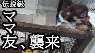 伝説のママ友が来たときの子犬の行動がヤバイｗチワワ