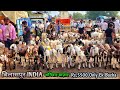 शानदार बच्चें थे बाज़ार में || 21/09/2024 || Bilaspur Bakra Mandi Saturday Market