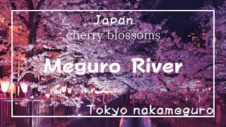 【夜桜】《４年ぶり》のライトアップ2023【目黒川】