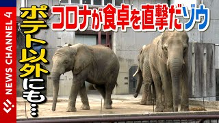 コロナが食卓を直撃 ポテト以外にも意外な食材が足りないゾウ＜NEWS CH.4＞