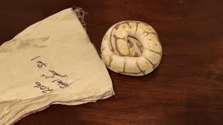 Ball Python Unboxing from Ralph Davis Reptiles: Queen Bee