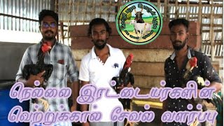 நெல்லை இரட்டையர்களின் வெற்றுக்கால் சேவல் வளர்ப்பு | nellai tweens vathukaal aseels breding