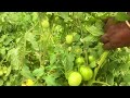 70 days tomato farm problems in kolar cmr mundy nongwoo omnia