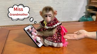 Mom discovered that monkey Tina had taken the phone to call her grandmother