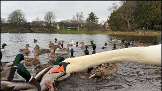 Mute swan cob saying hello to the ducks