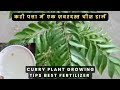 Curry Plant Care Tips | Best Fertilizer for Healthy Growth |TGM Gardening