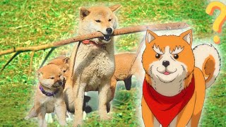 Shiba Inu Movies and TV Shows You NEED to See