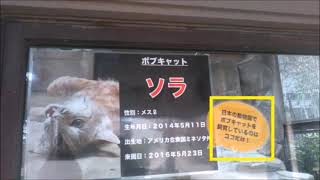 【鳴き声あり・国内でここだけで飼育】ボブキャット（ソラ）@神戸市立王子動物園20240129